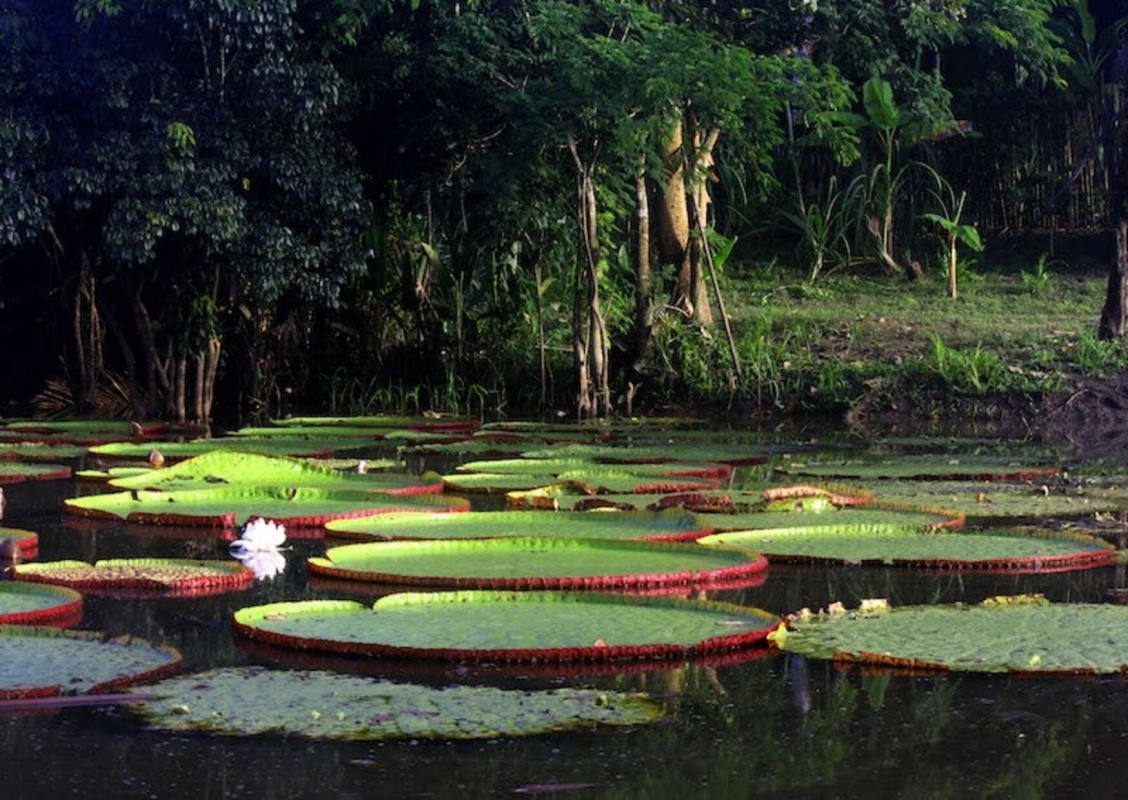 3 Days Amazon Jungle Adventure 1