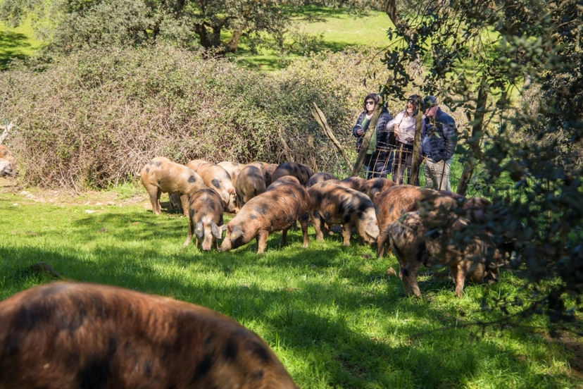 Dehesa pig farm and iberian tasting day trip 2
