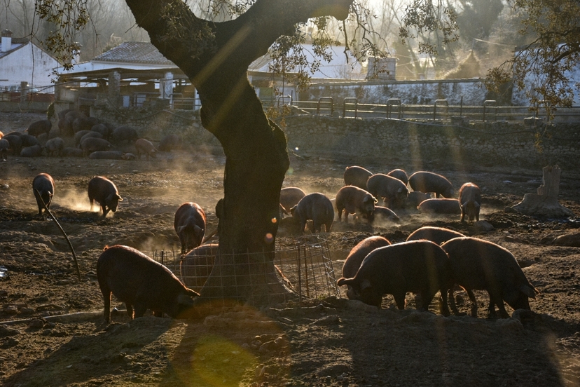 Dehesa pig farm and iberian tasting day trip 3