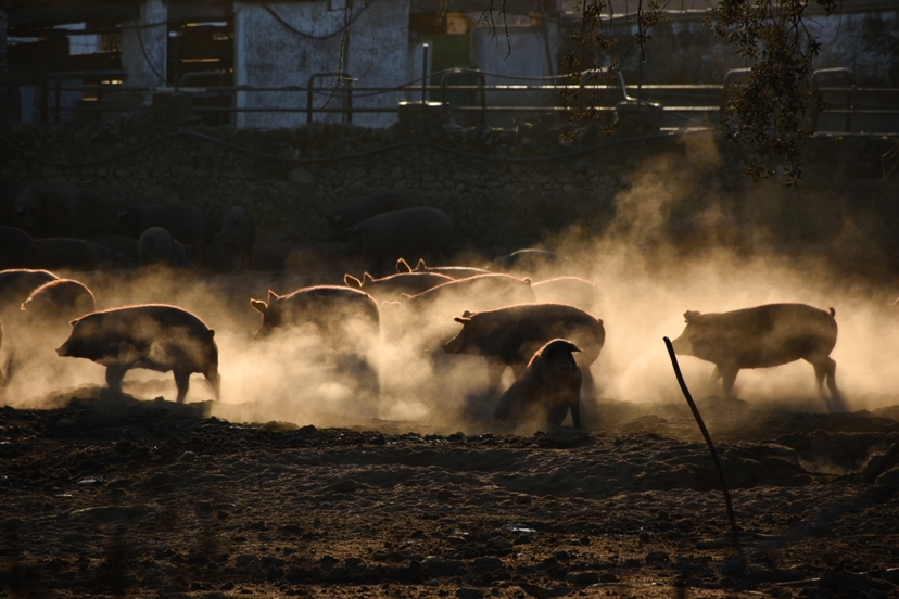 Dehesa pig farm and iberian tasting day trip 4