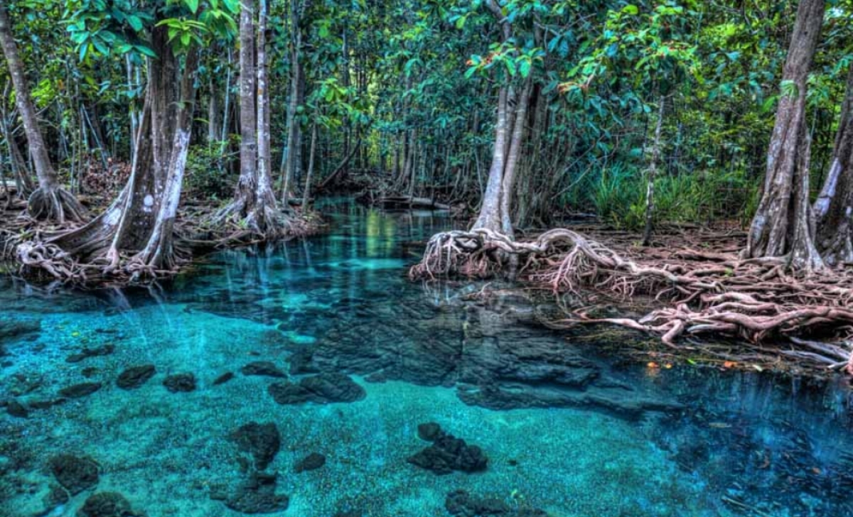 One Day Jungle Tour (Emerald Pool+Hot Spring Waterfall+Tiger Temple) 1