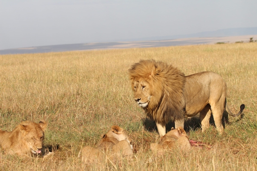 6 Days Rift Valley Lakes & The Untamed Masai Mara Safari 3