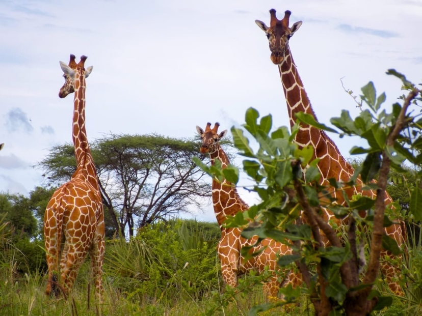 6 Days Rift Valley Lakes & The Untamed Masai Mara Safari 4