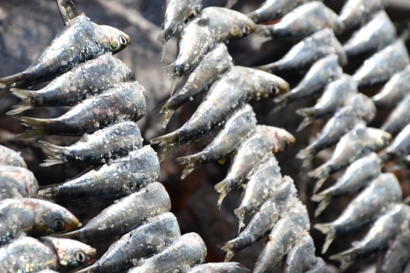 Sardines Skewers "Espetos" in Malaga Beach 2