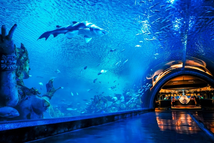 Aquaria Phuket and 4D Trickeye Museum Ticket 4