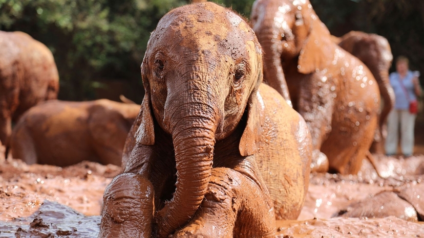 Nairobi City Safari & Fun Adventure Extravaganza 3