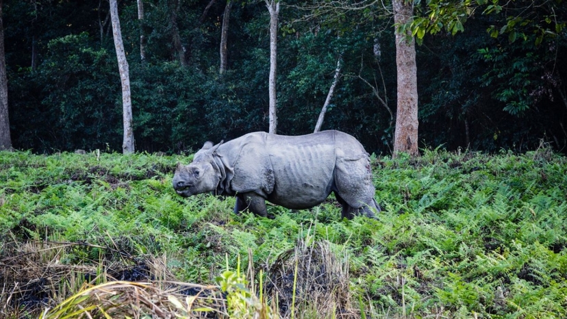 Chitwan National Park Tour 5 Days 3