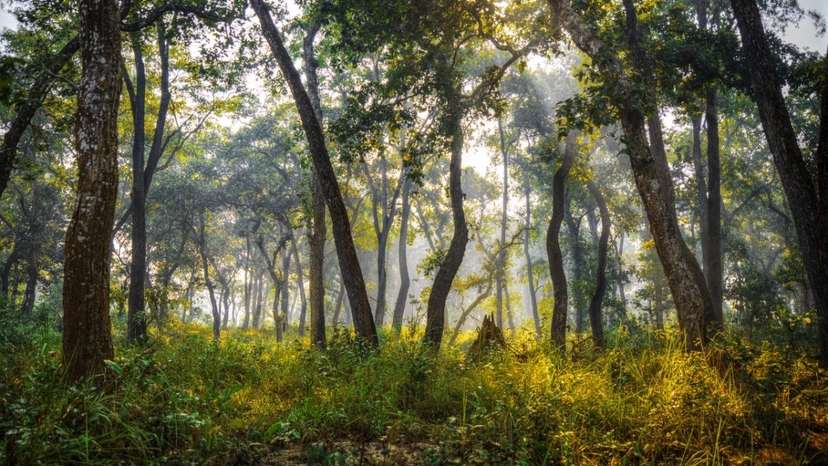 Chitwan National Park Tour 5 Days 4