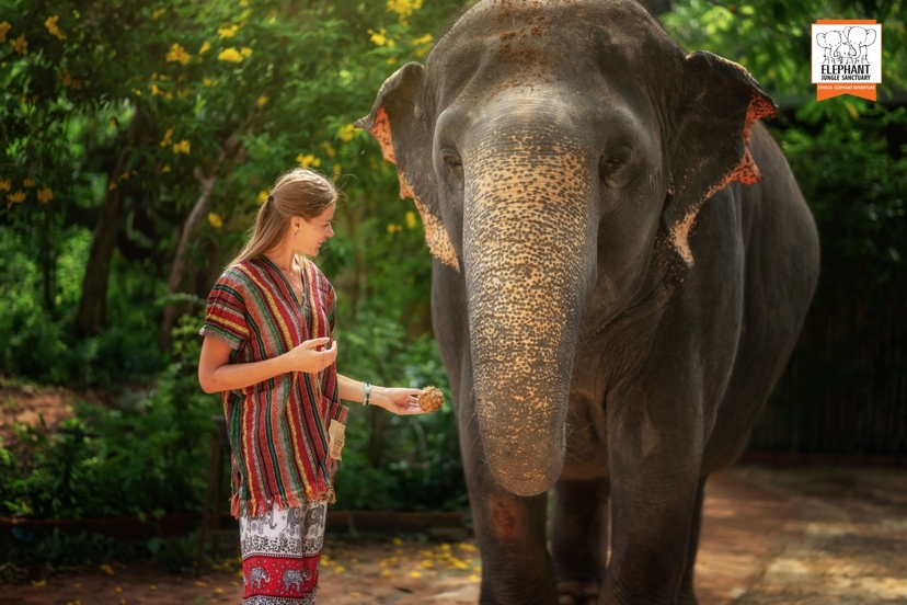 Elephant Jungle Sanctuary Phuket - Walk with elephant 2
