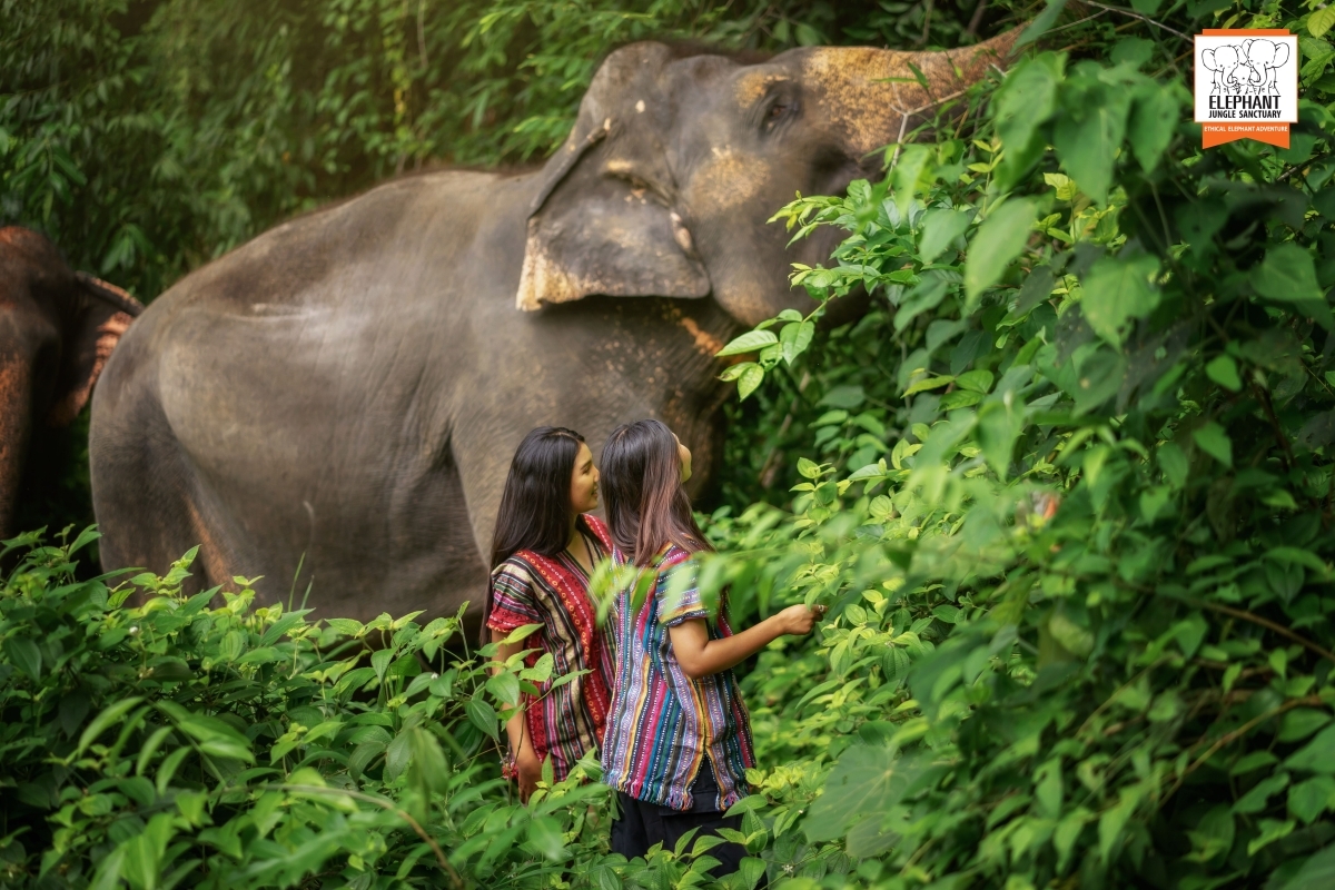 Elephant Jungle Sanctuary Phuket - Walk with elephant 1