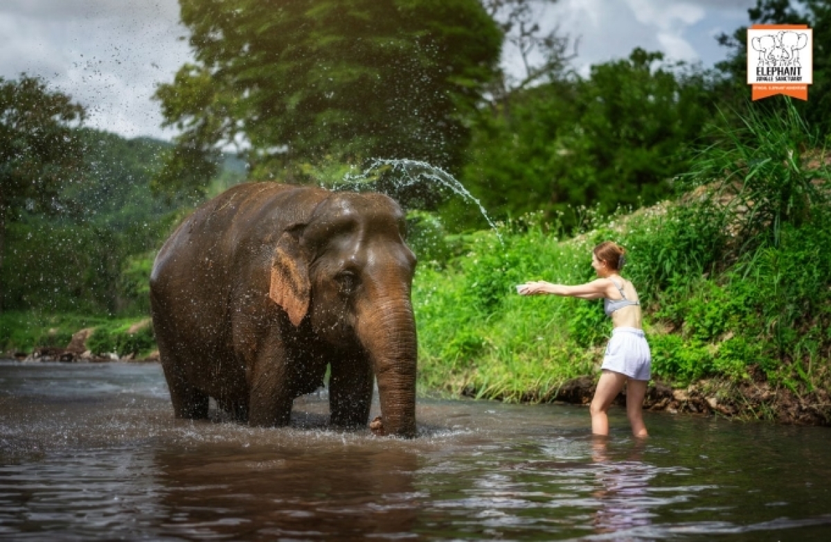 Elephant Jungle Sanctuary Chiang Mai - Half day tour 1
