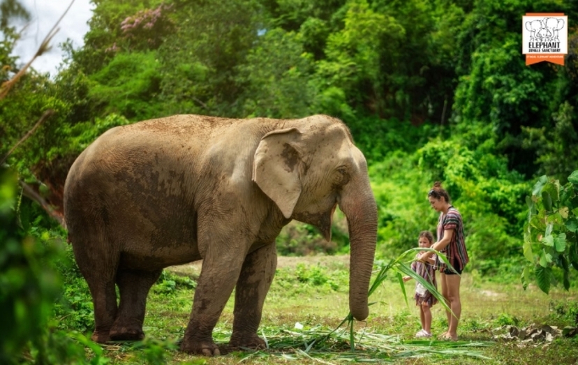 Elephant Jungle Sanctuary Chiang Mai - Half day tour 3