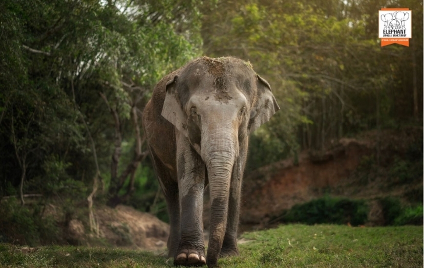 Elephant Jungle Sanctuary Chiang Mai - Watch Me Tour 3