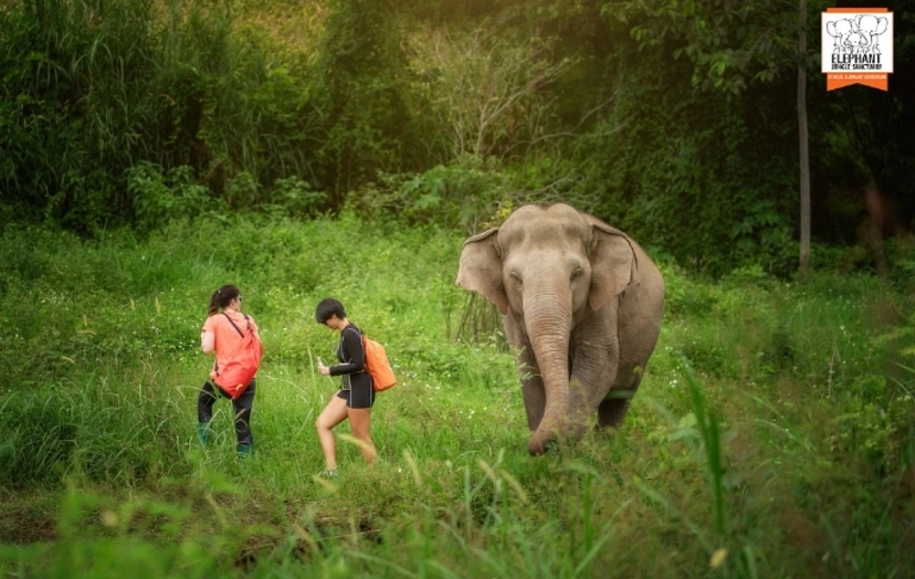Elephant Jungle Sanctuary Chiang Mai - Walk With Elephant 4