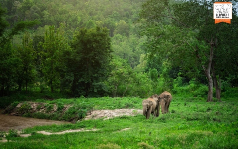 Elephant Jungle Sanctuary Chiang Mai - Overnight Visit (2D1N) 2