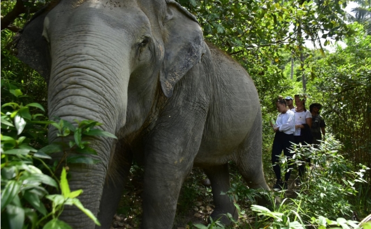 One day walk with Elephant Sanctuary Samui 1
