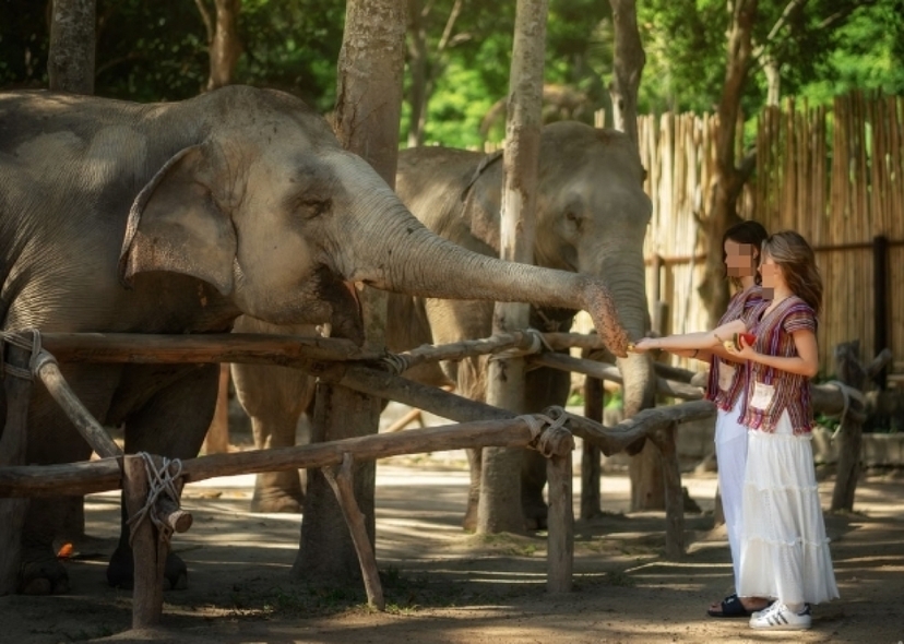 Feed and Shower with Elephant Sanctuary Samui 2