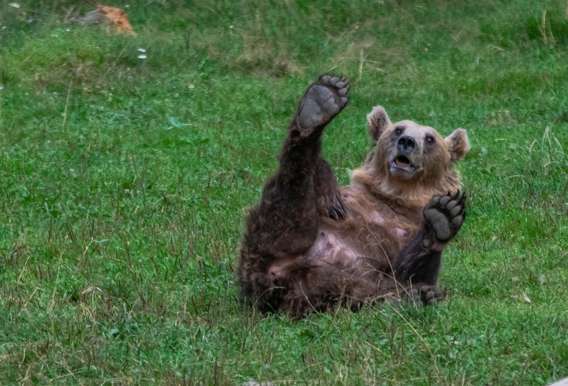 3 Day Adventure Tour Bear Watching, Bicaz Gorge & Red Lake 2