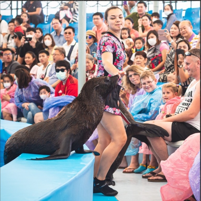 Regular Ticket to Dolphin Show in Pattaya (Only Ticket) 2