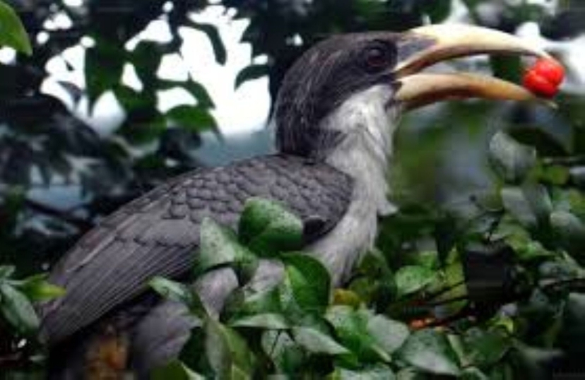 Birds of Paradise Journey 4