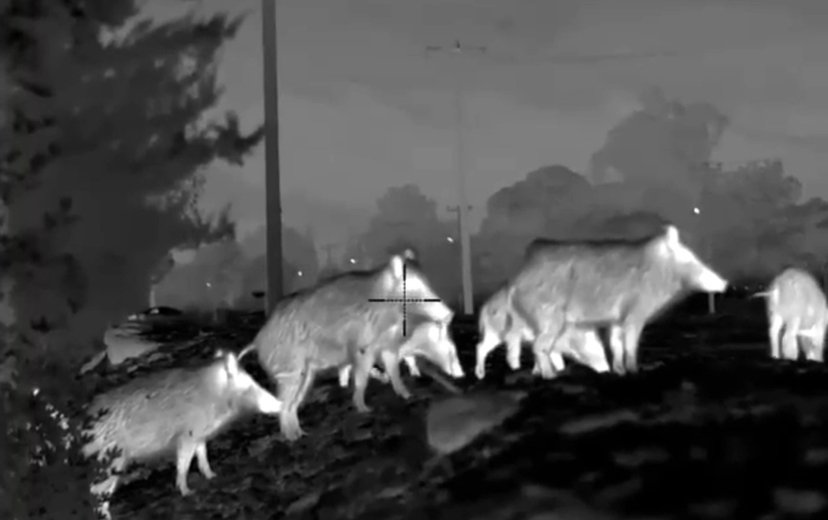 Giant Tusker Wild Boar Night Stand Hunt – 5 Days 2