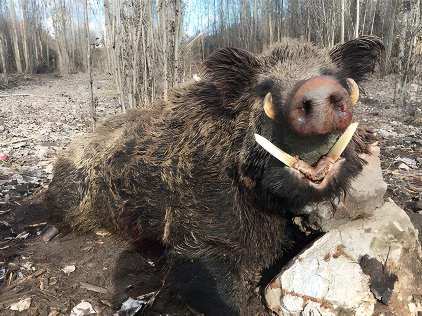 Giant Tusker Wild Boar Night Stand Hunt – 5 Days 4