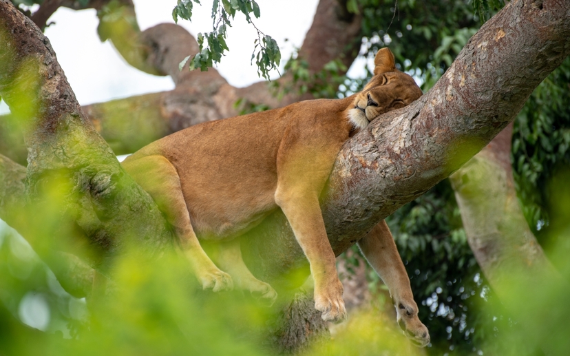10 Days Primate Wildlife Safari to Uganda 4