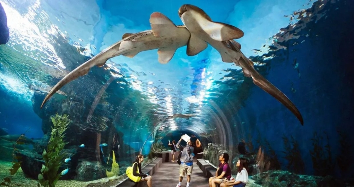 Only Ticket Entrance Fee Underwater World Pattaya 1
