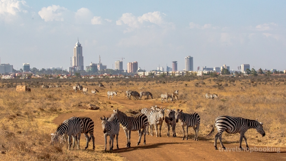 8 Days Flying wildlife & Beach Safari 2