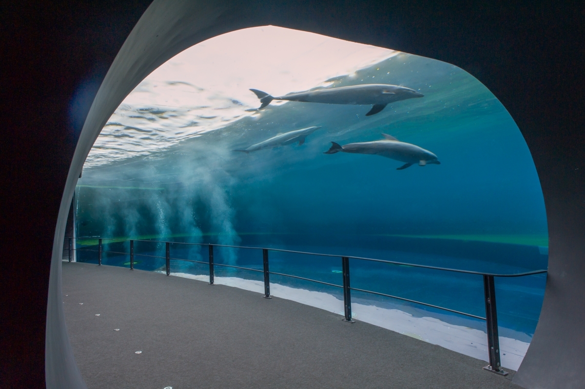Aquarium of Genoa and Fantacinema 1