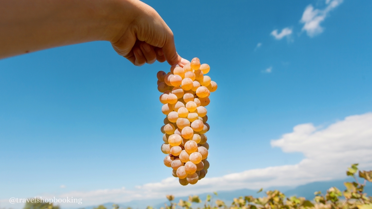 3 Day Kakheti Wine Tour from Tbilisi – Exclusive Georgian Wine Experience 1