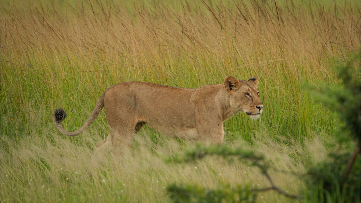 Unforgettable Mikumi day safari from Zanzibar 1