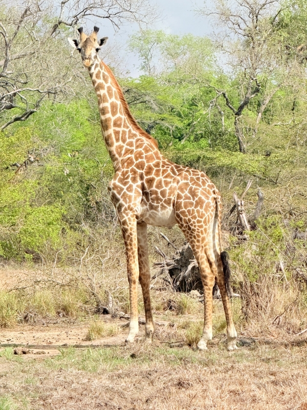 The perfect 2 Days Safari Selous G.R/Nyerere National Park 1