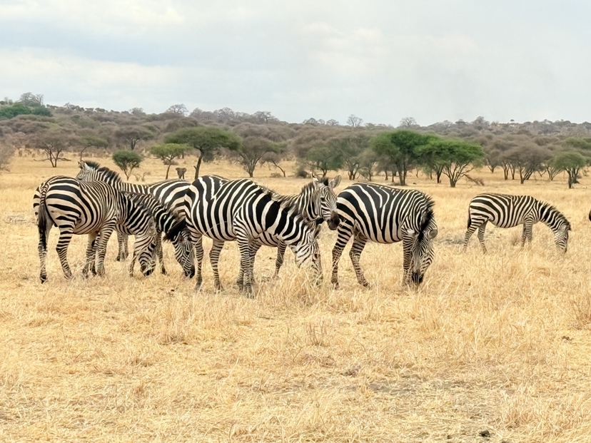 The perfect 2 Days Safari Selous G.R/Nyerere National Park 3