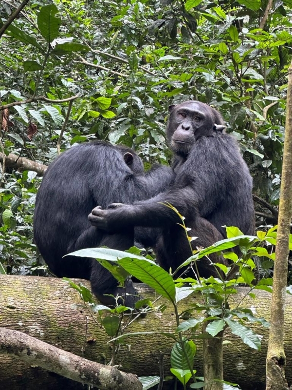 5-Day Murchison Falls & Kibale Safari Adventure 1