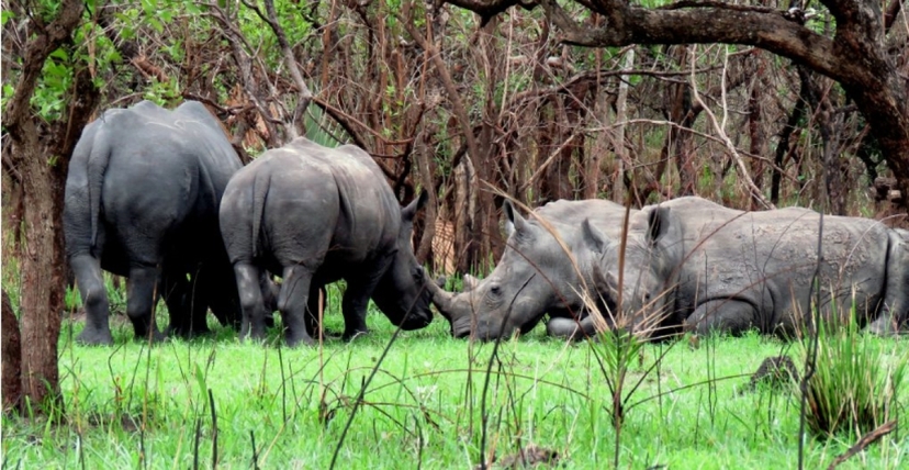 5-Day Murchison Falls & Kibale Safari Adventure 3