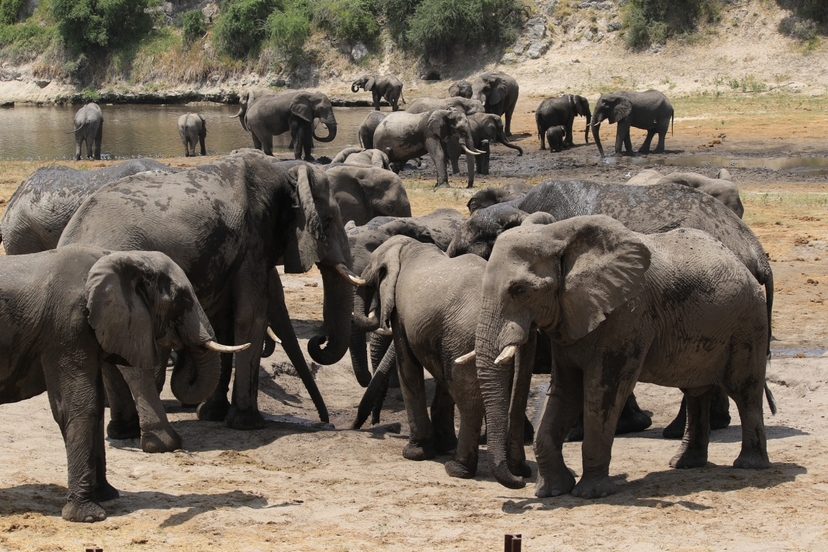 12 Days Nairobi- Samburu- Ol Pejeta- Nakuru- Masai Mara- Naivasha- Amboseli and Tsavo Experience 3