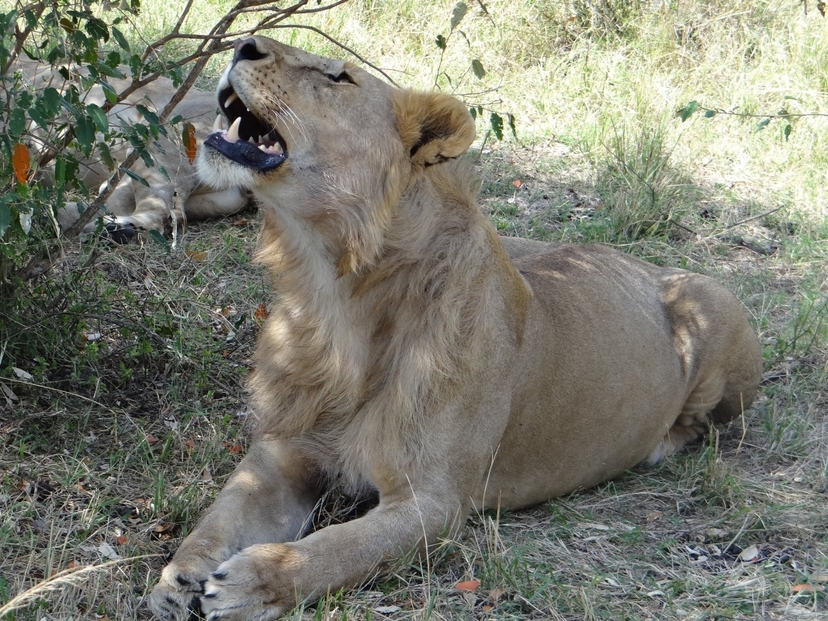 12 Days Nairobi- Samburu- Ol Pejeta- Nakuru- Masai Mara- Naivasha- Amboseli and Tsavo Experience 4