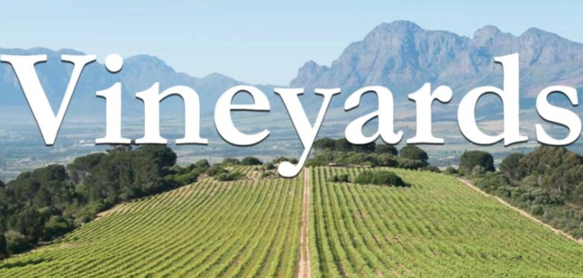 Cape Winelands Private Full Day Tour | Stellenbosch, Franschhoek & Wine Experience 1