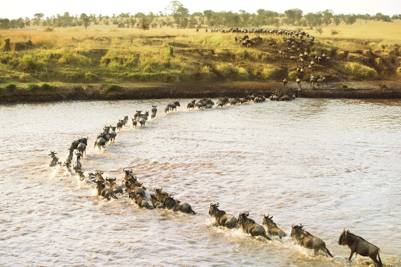 7 Days Great Wildebeest Migration Safari 4