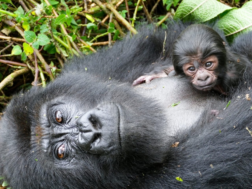 2 Days Mountain Gorilla Trekking in Rwanda 2