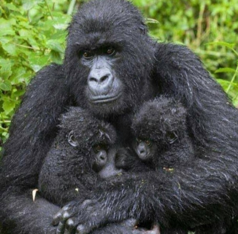 2 Days Mountain Gorilla Trekking in Rwanda 3