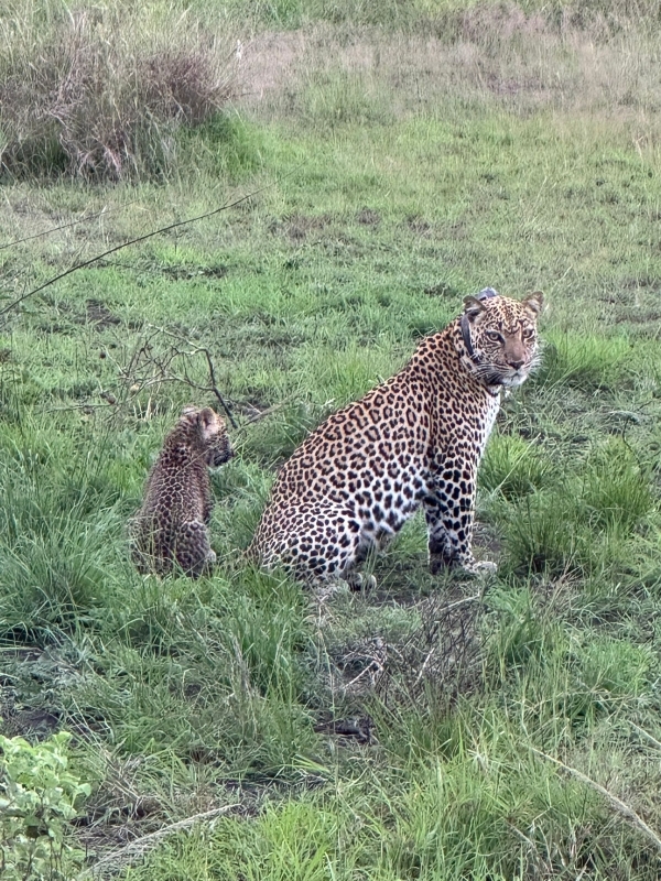 5 DAYS UGANDA’S WILDLIFE AND GORILLAS 2