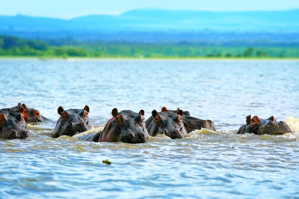 5 Days Nakuru, Amboseli & Tsavo Safari 2