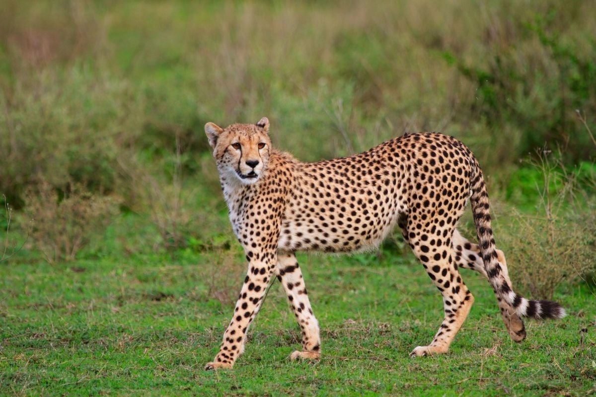 6-Day Exclusive Tanzanian Safari & Waterfall Experience 1