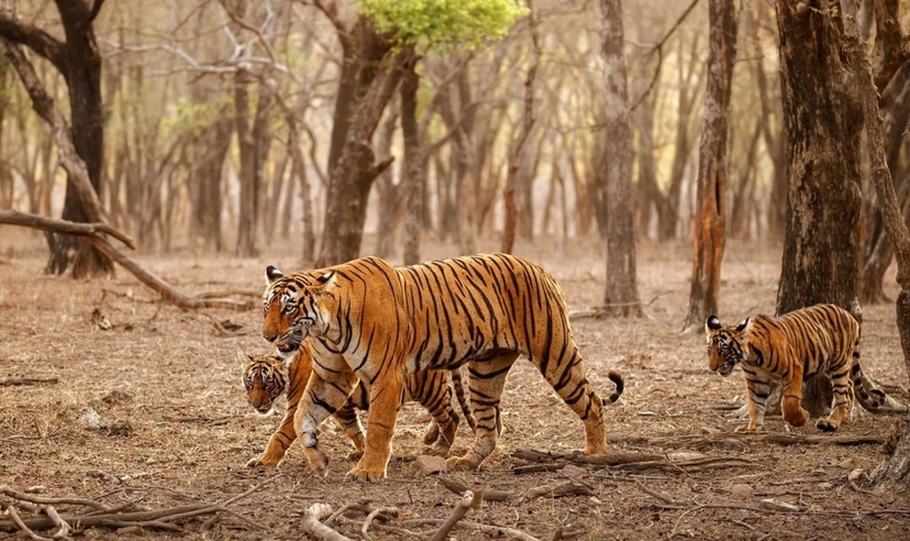 Taj, Tigers & Trains 3