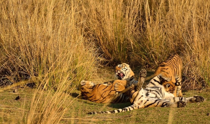 Timeless India, Varanasi & Ranthambore Tiger Safari 4