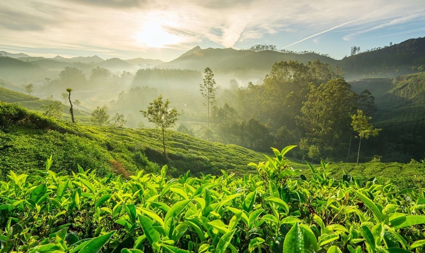 Southern India Highlights & Coastal Experience 3