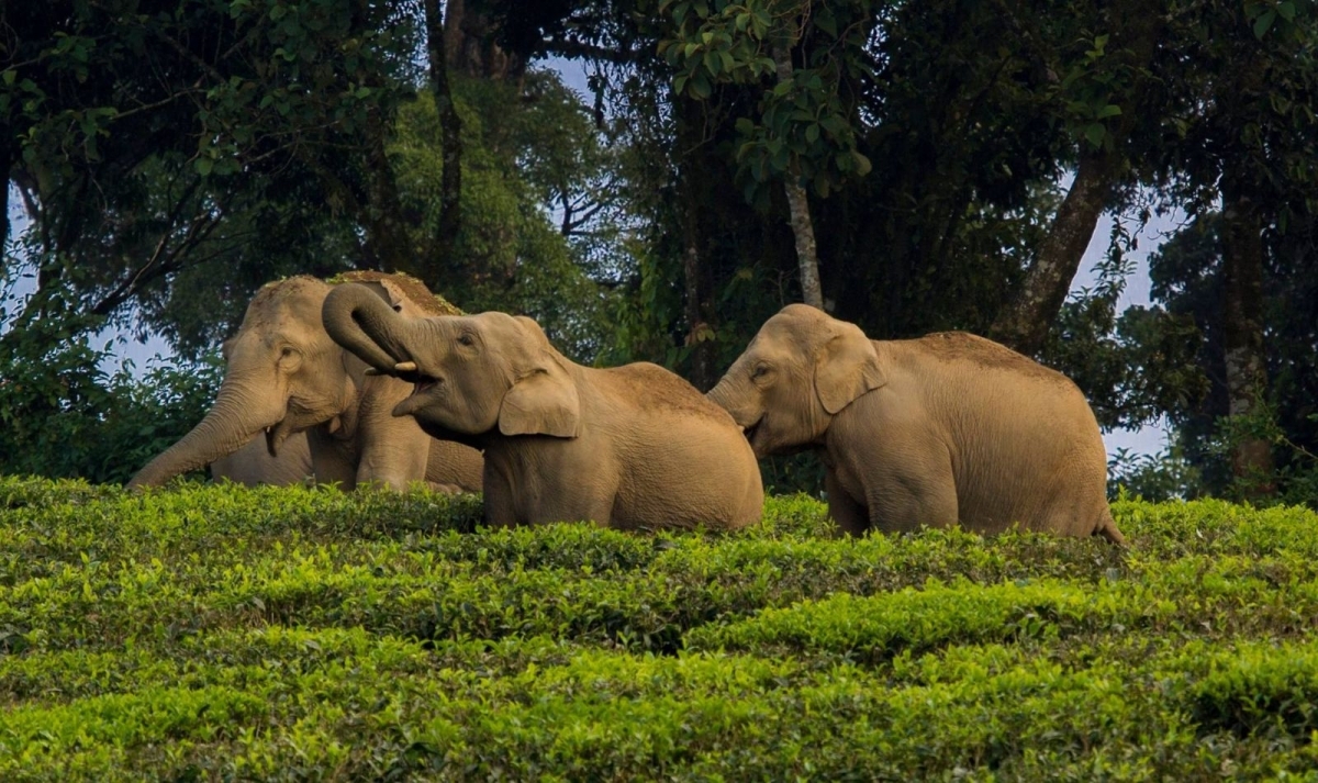 Kerala Panorama Experience 1