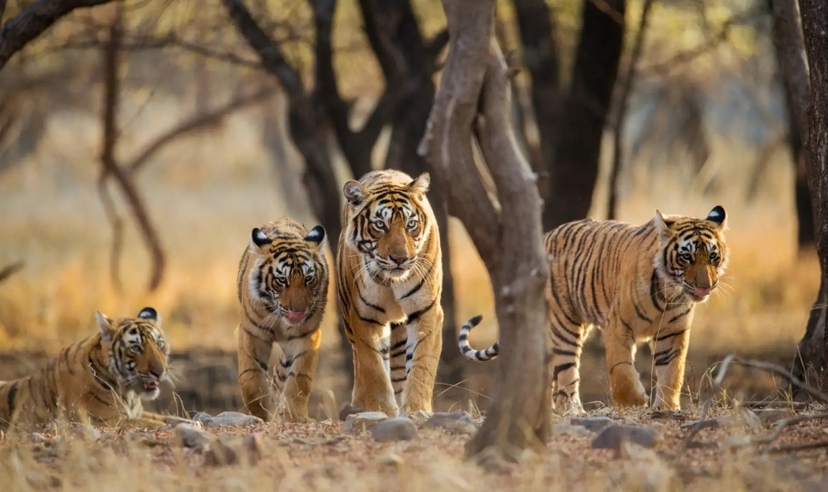 Rajasthan Forts & Ranthambore Tiger Safari Experience 4